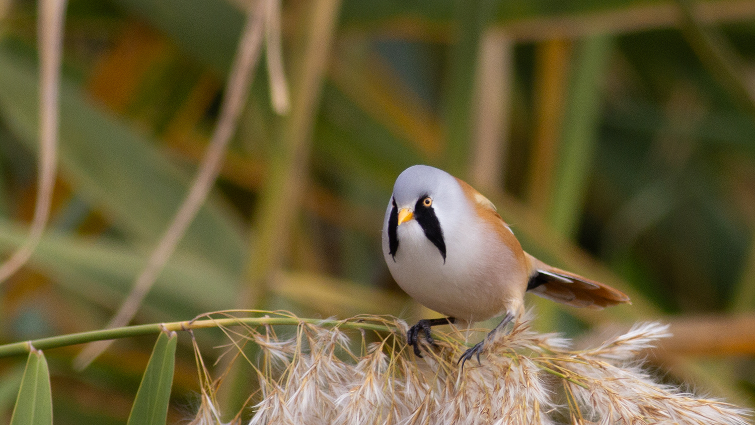 Bearded Reedling